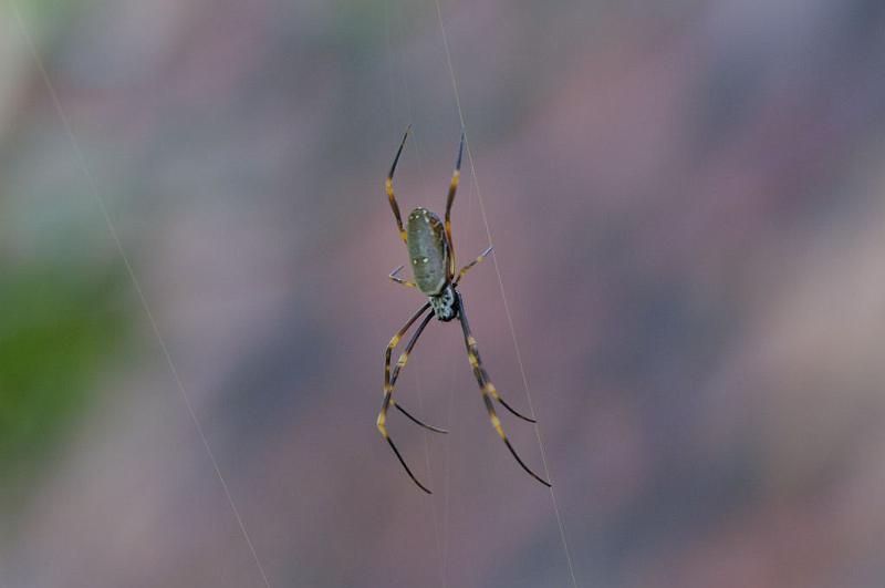 Nephila_plumipes_D5257_Z_91_Alexandra hills Brisbane_Australie.jpg